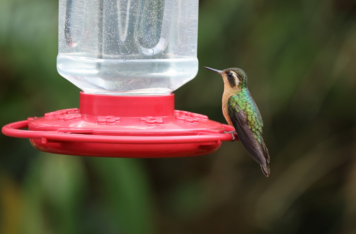 Speckled Hummingbird - ML620935879
