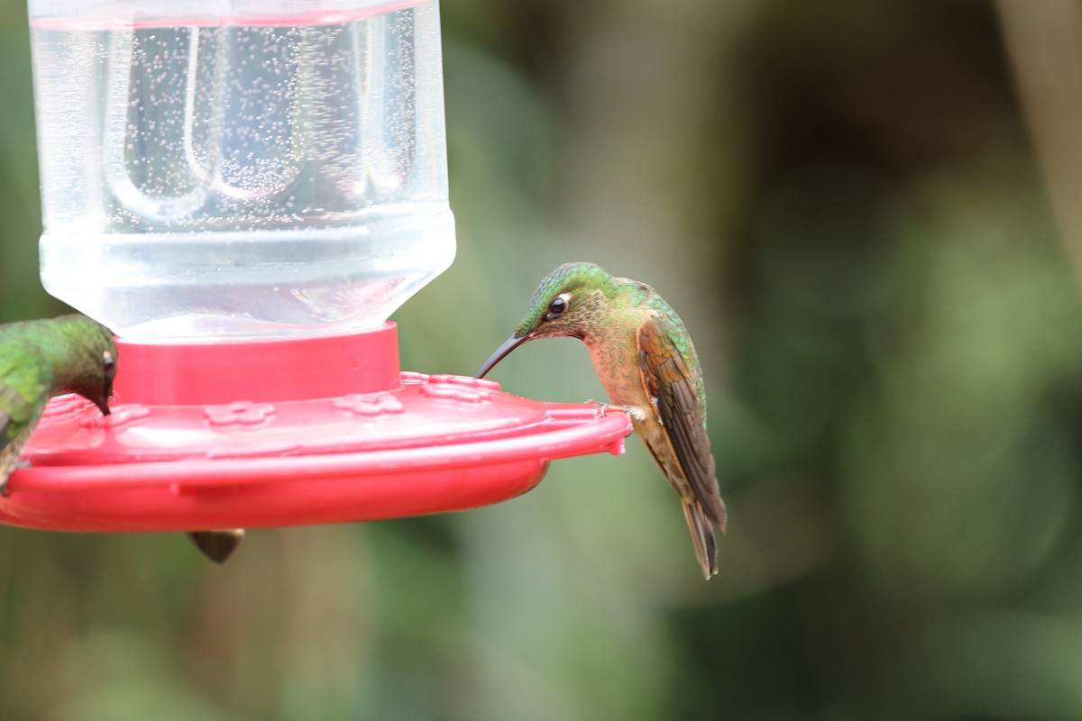 kolibřík hnědobřichý - ML620935888