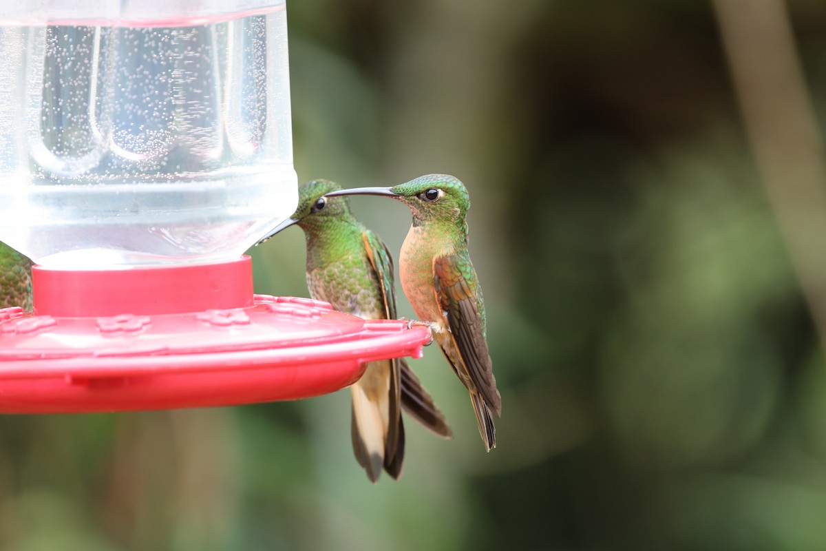 kolibřík hnědobřichý - ML620935889