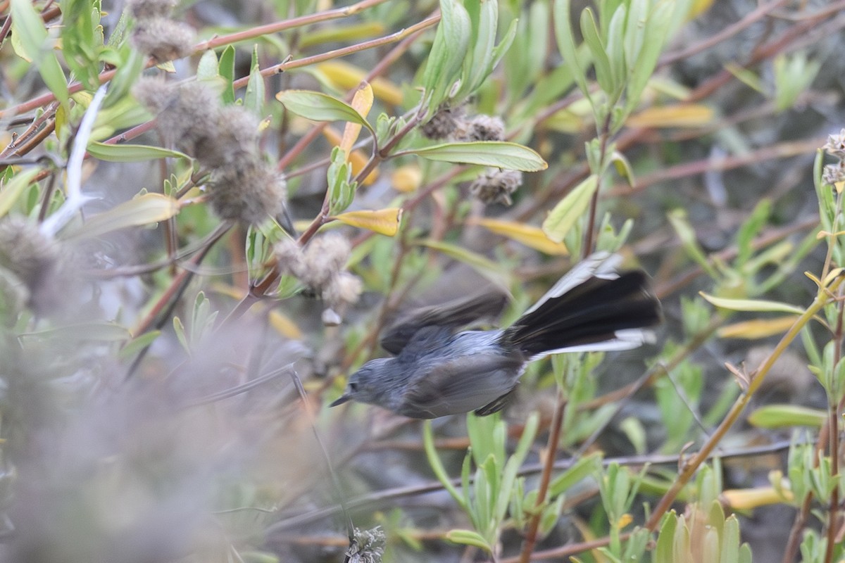 California Gnatcatcher - ML620935893