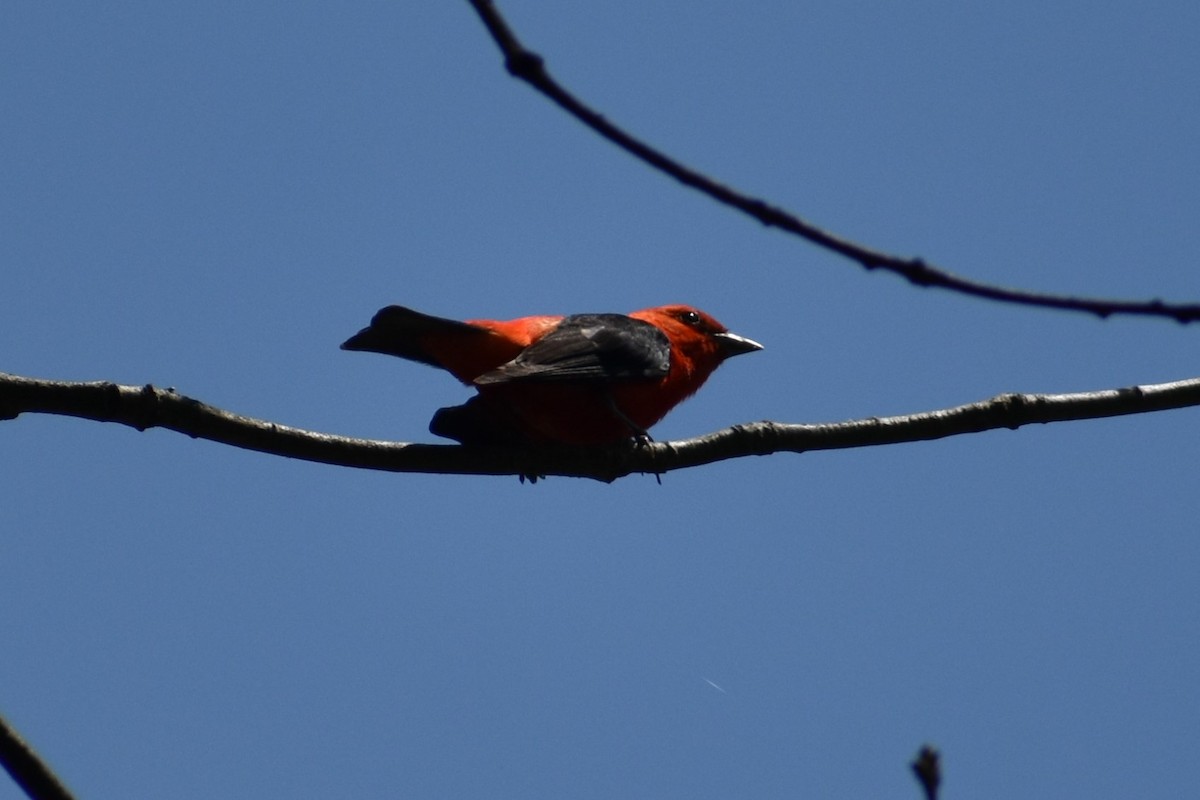 Scarlet Tanager - ML620935906