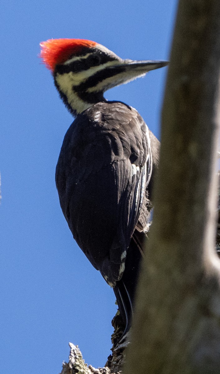 Pileated Woodpecker - ML620935907