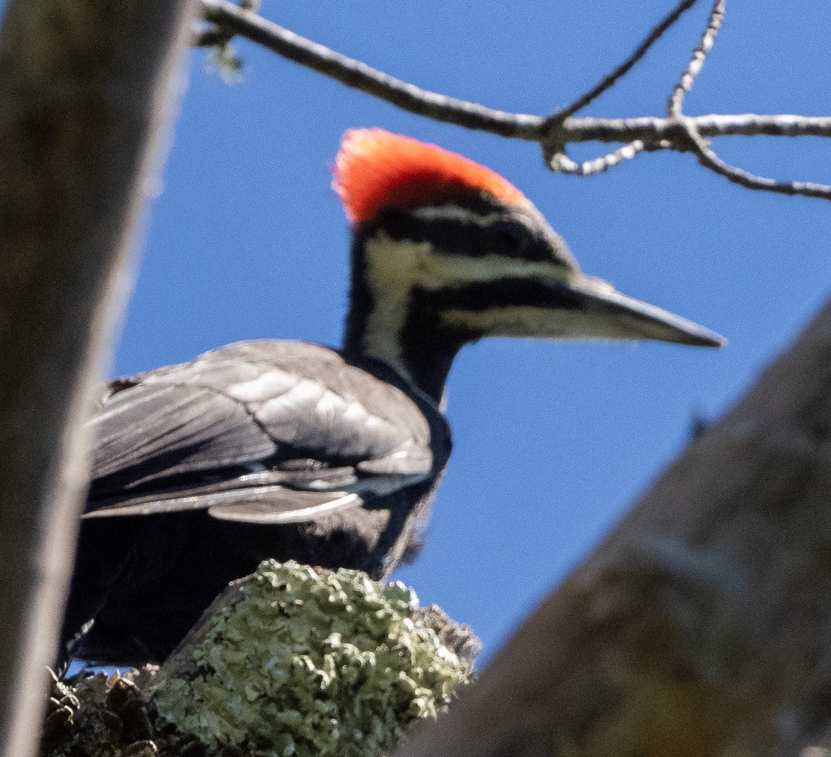 Pileated Woodpecker - ML620935911