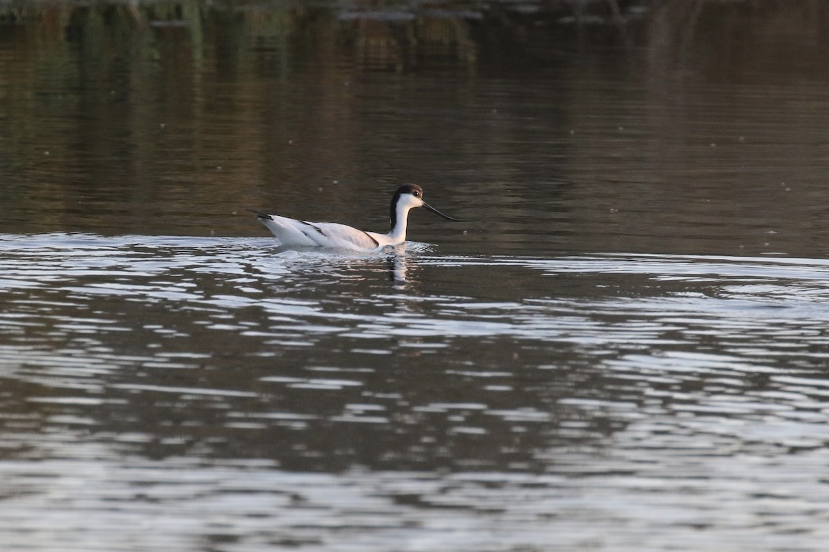 Avocette élégante - ML620935916