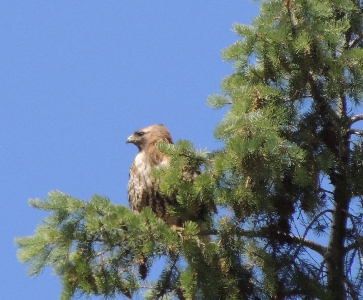 Red-tailed Hawk - ML620935930