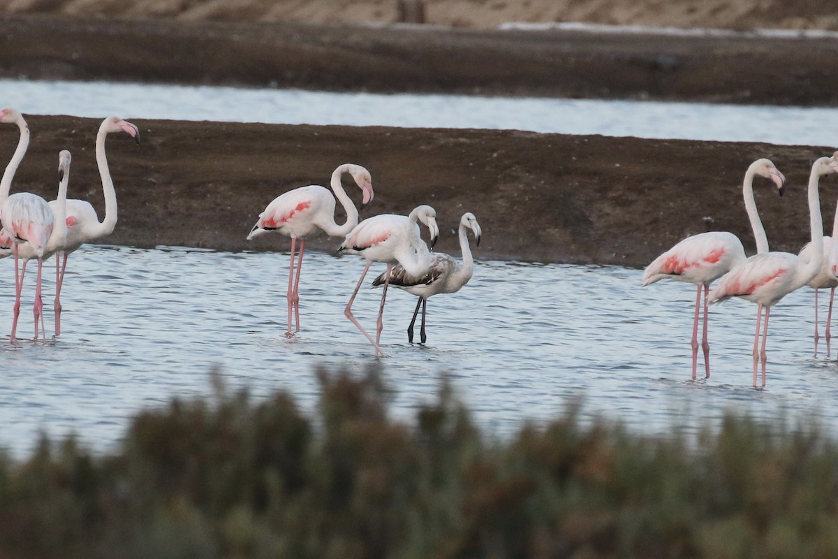 Greater Flamingo - ML620935948