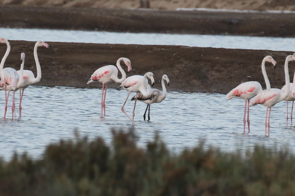 Flamant rose - ML620935948