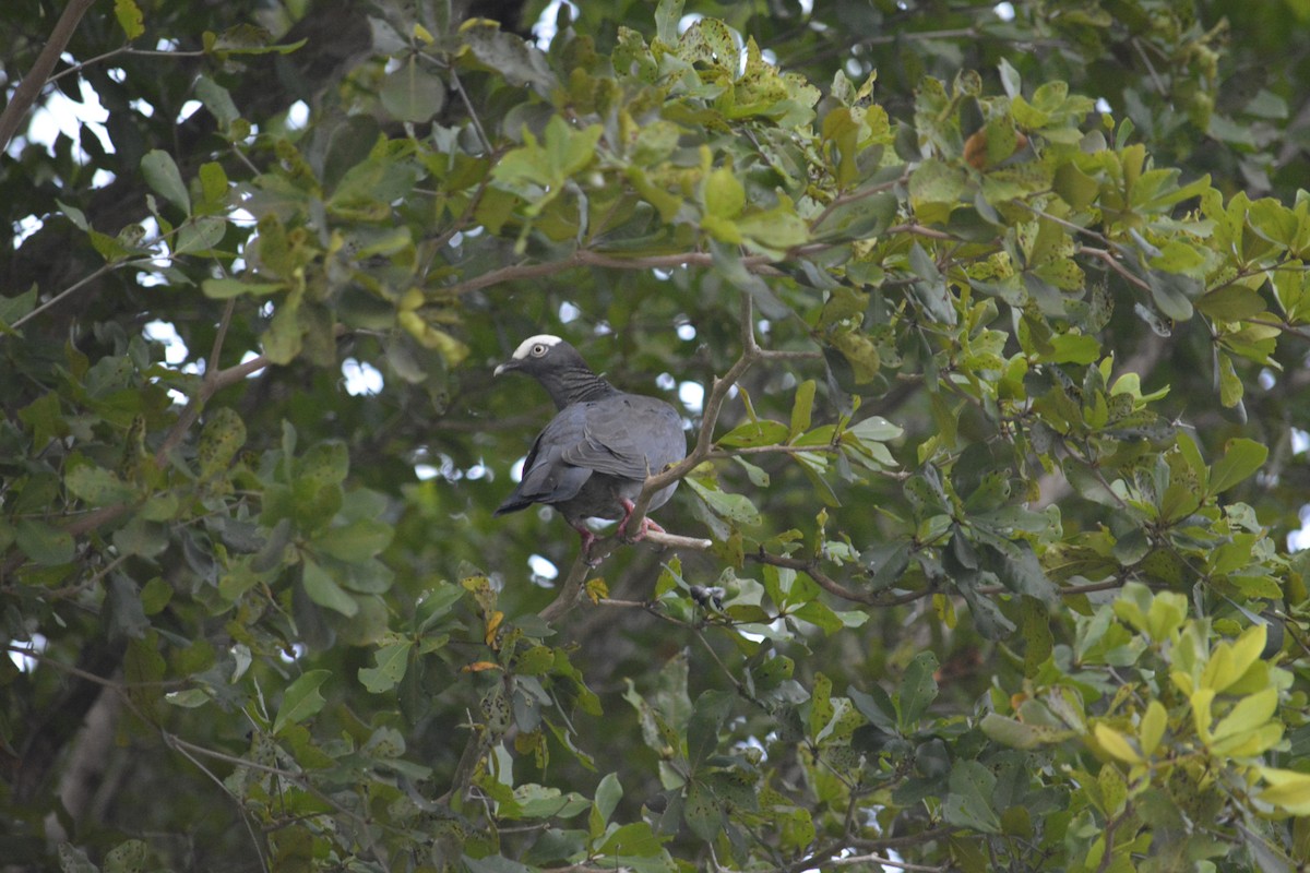 White-crowned Pigeon - ML620935951
