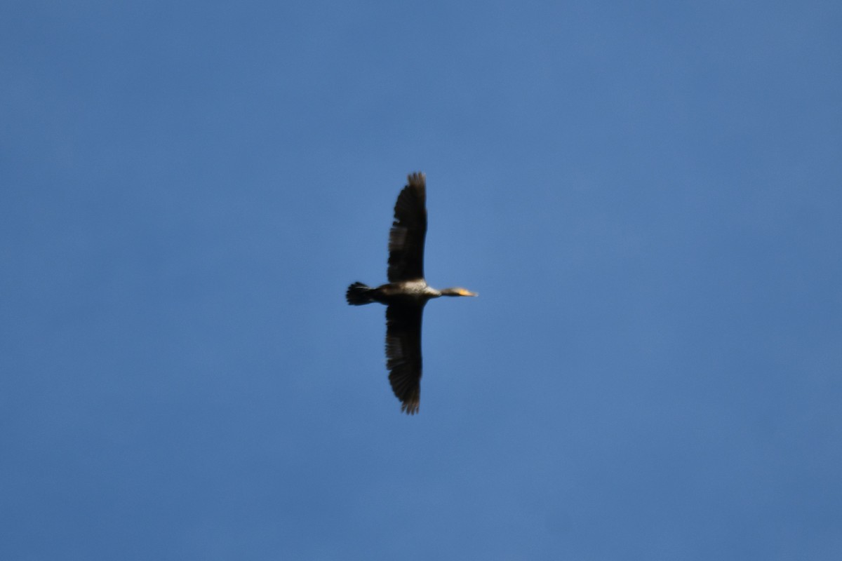 Double-crested Cormorant - ML620935972