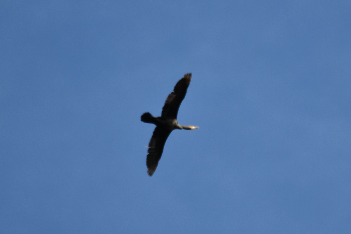 Double-crested Cormorant - ML620935973