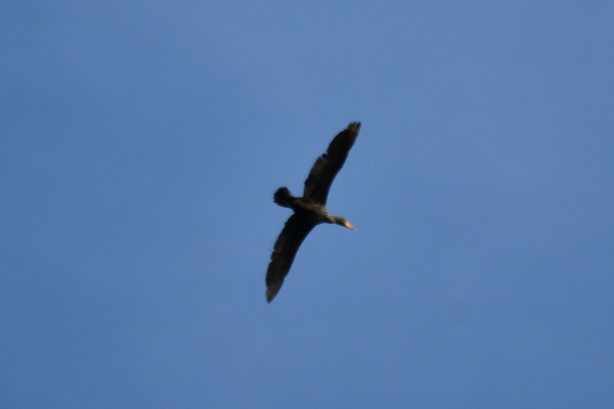Double-crested Cormorant - ML620935974