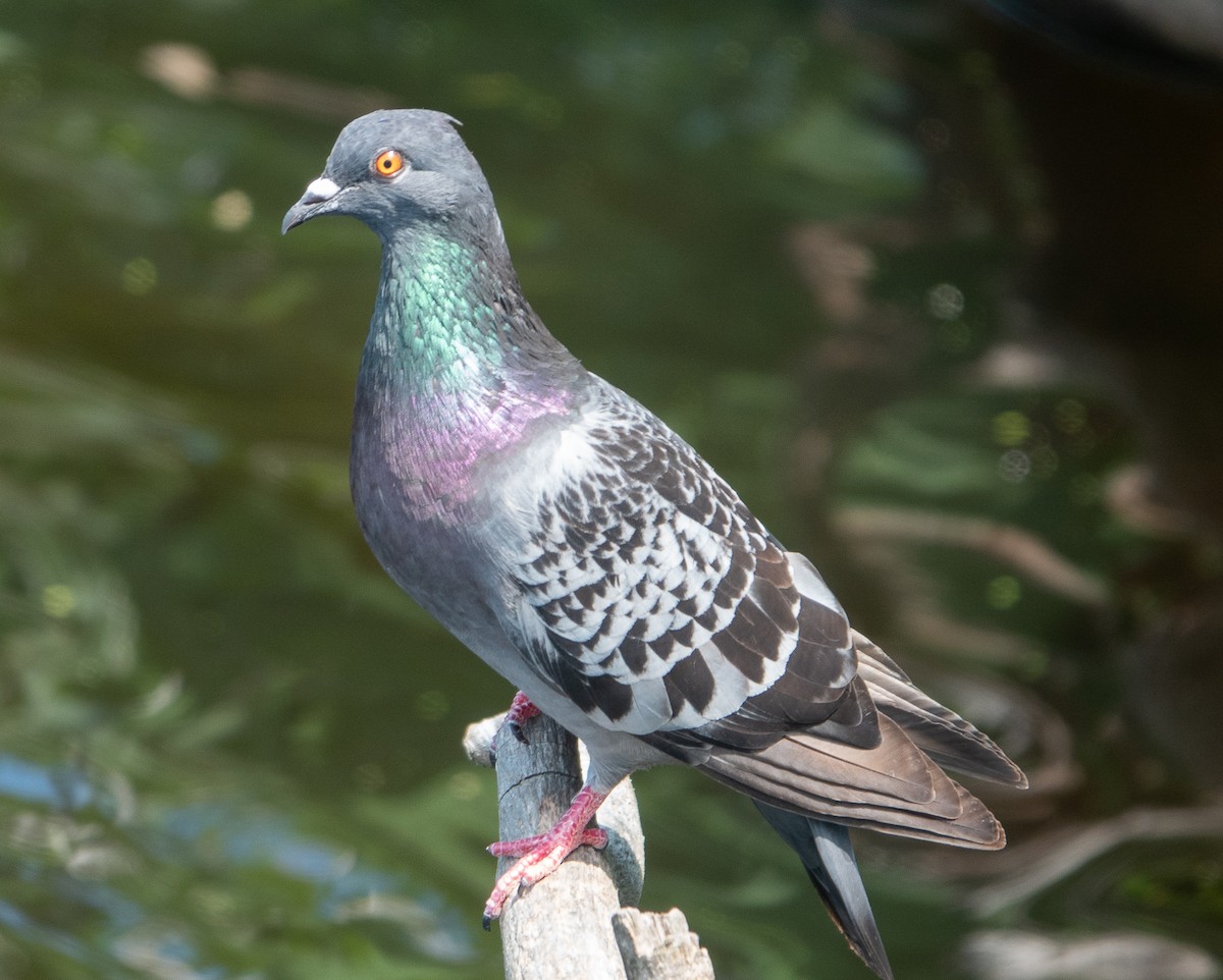 Rock Pigeon (Feral Pigeon) - ML620935975
