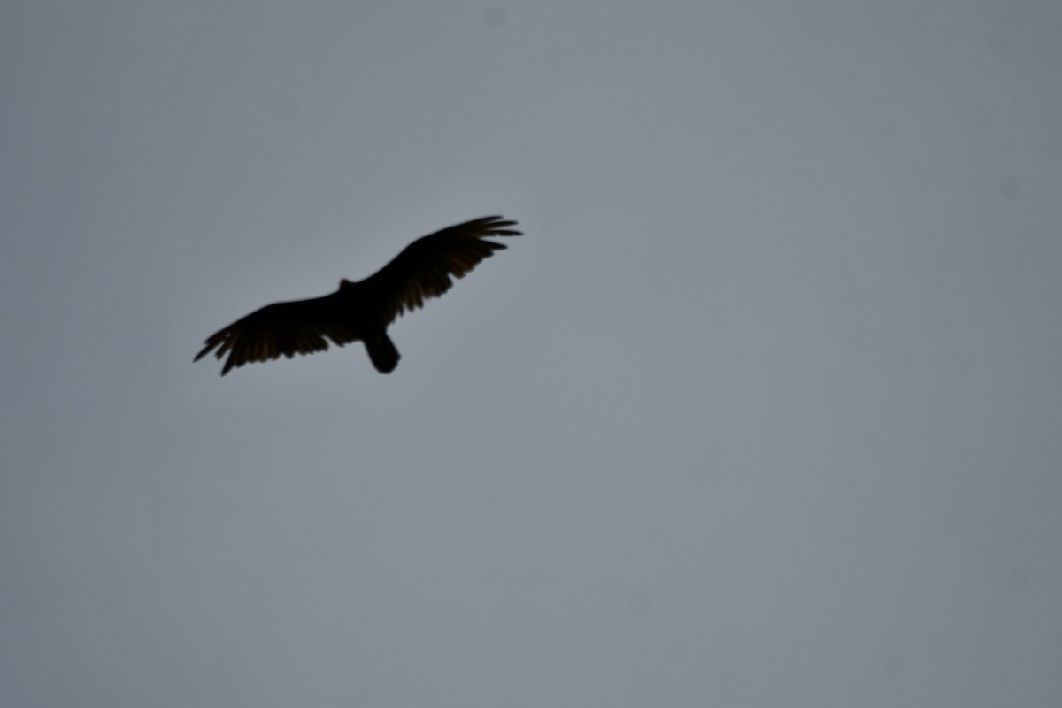 Turkey Vulture - ML620935995