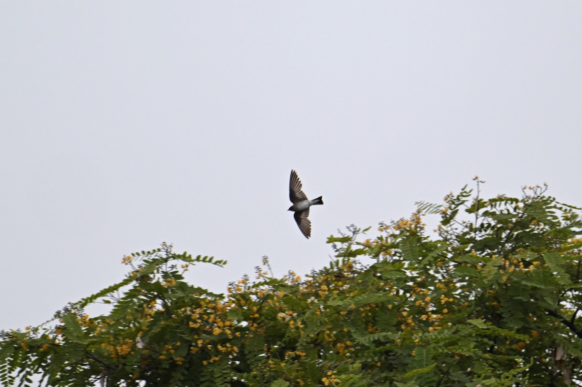 Northern Rough-winged Swallow - ML620936077