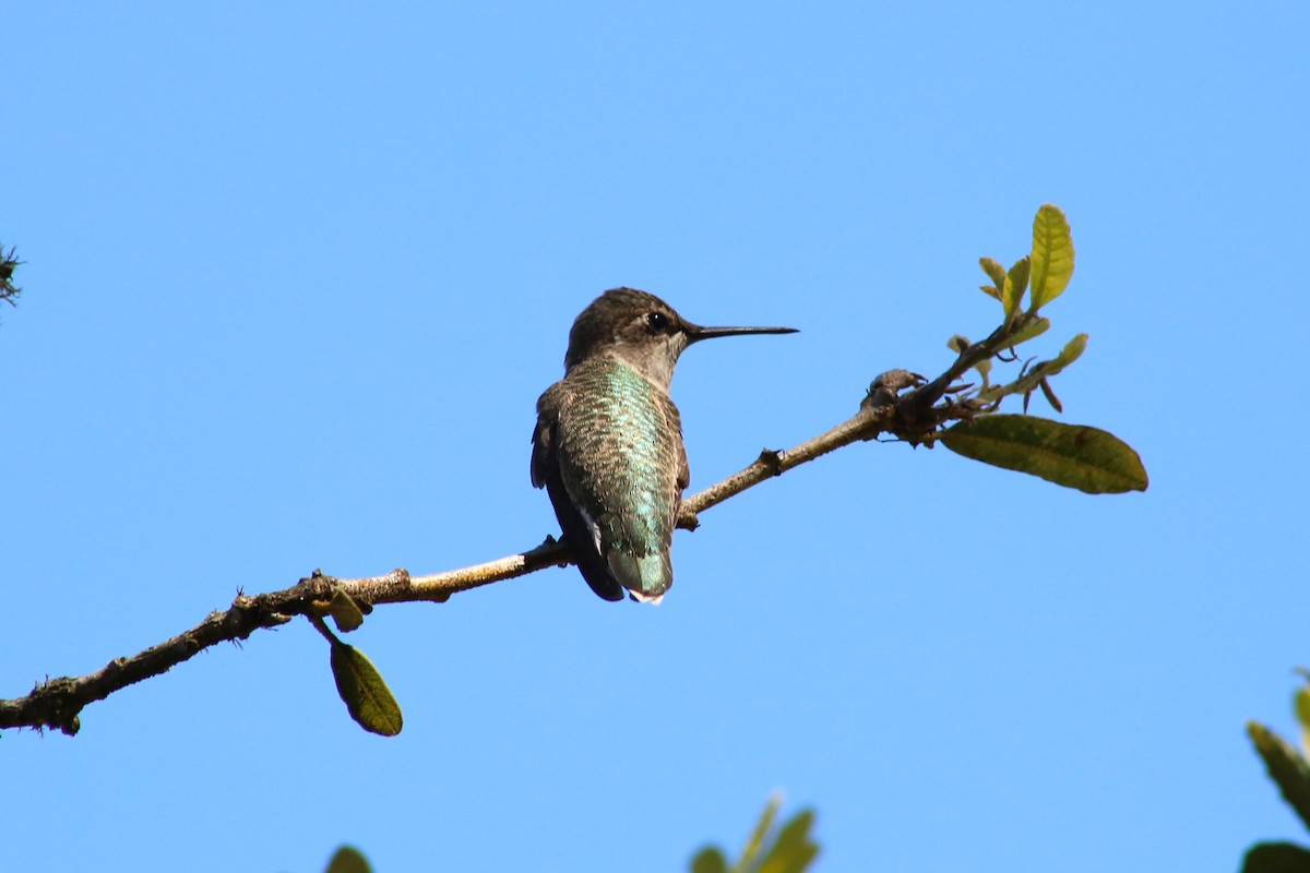 Anna's Hummingbird - ML620936083