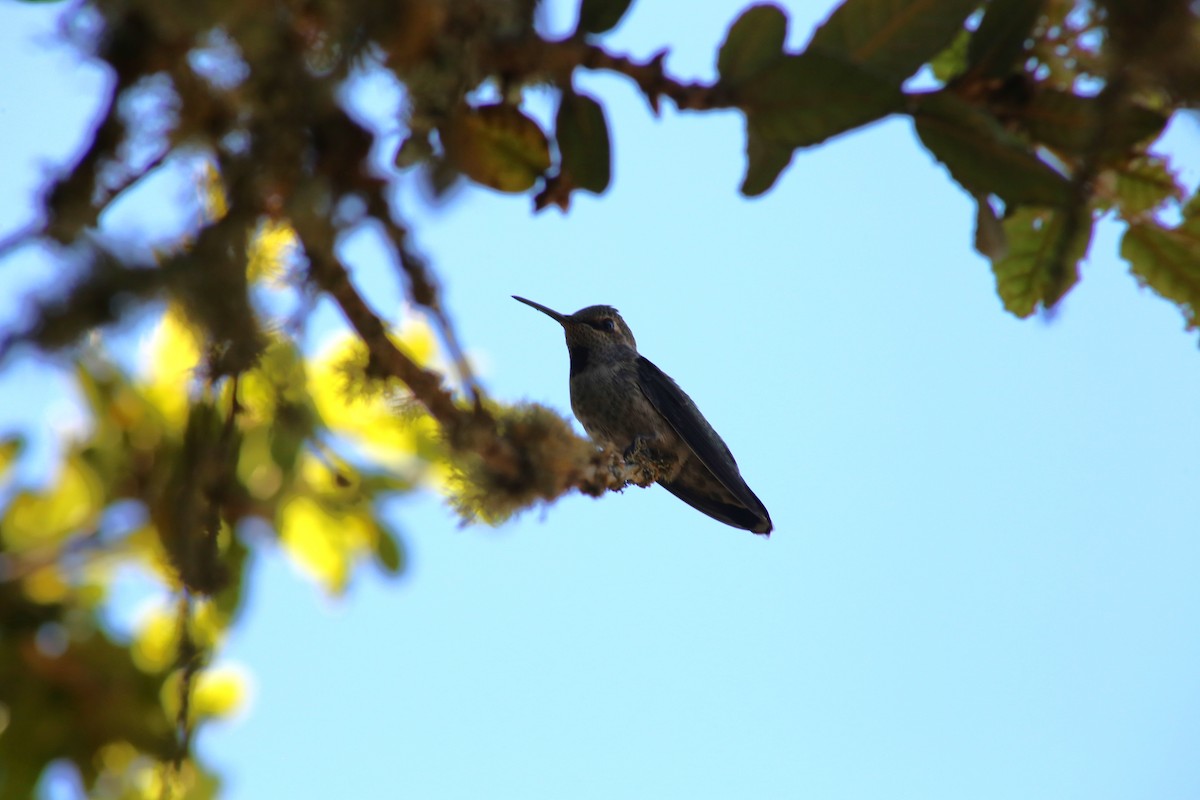 Anna's Hummingbird - ML620936085