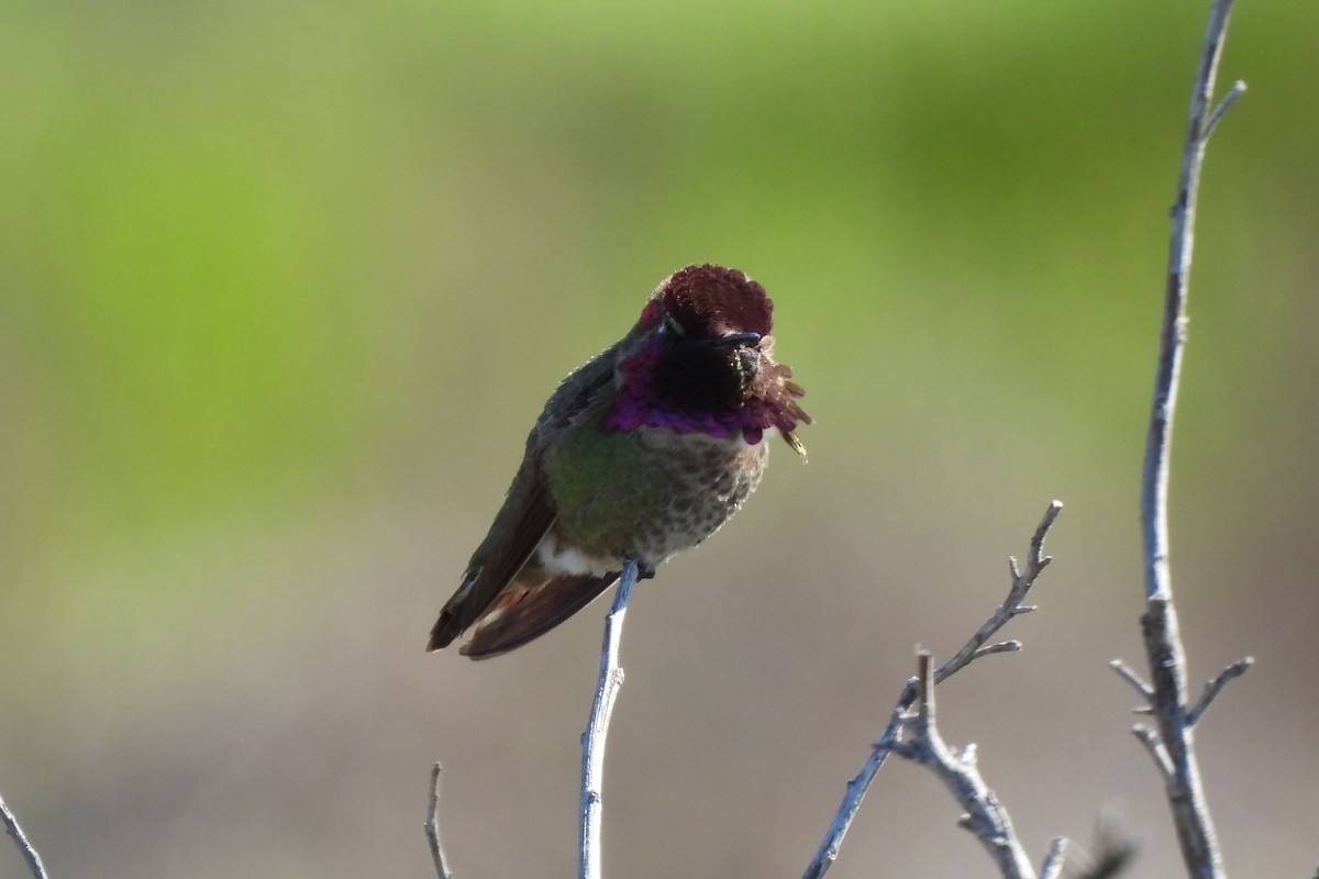 Anna's Hummingbird - ML620936153