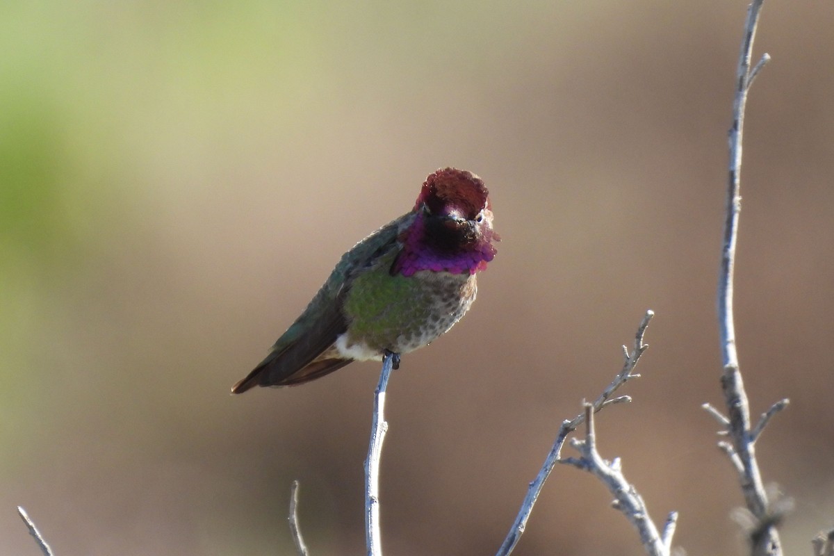 Anna's Hummingbird - ML620936154