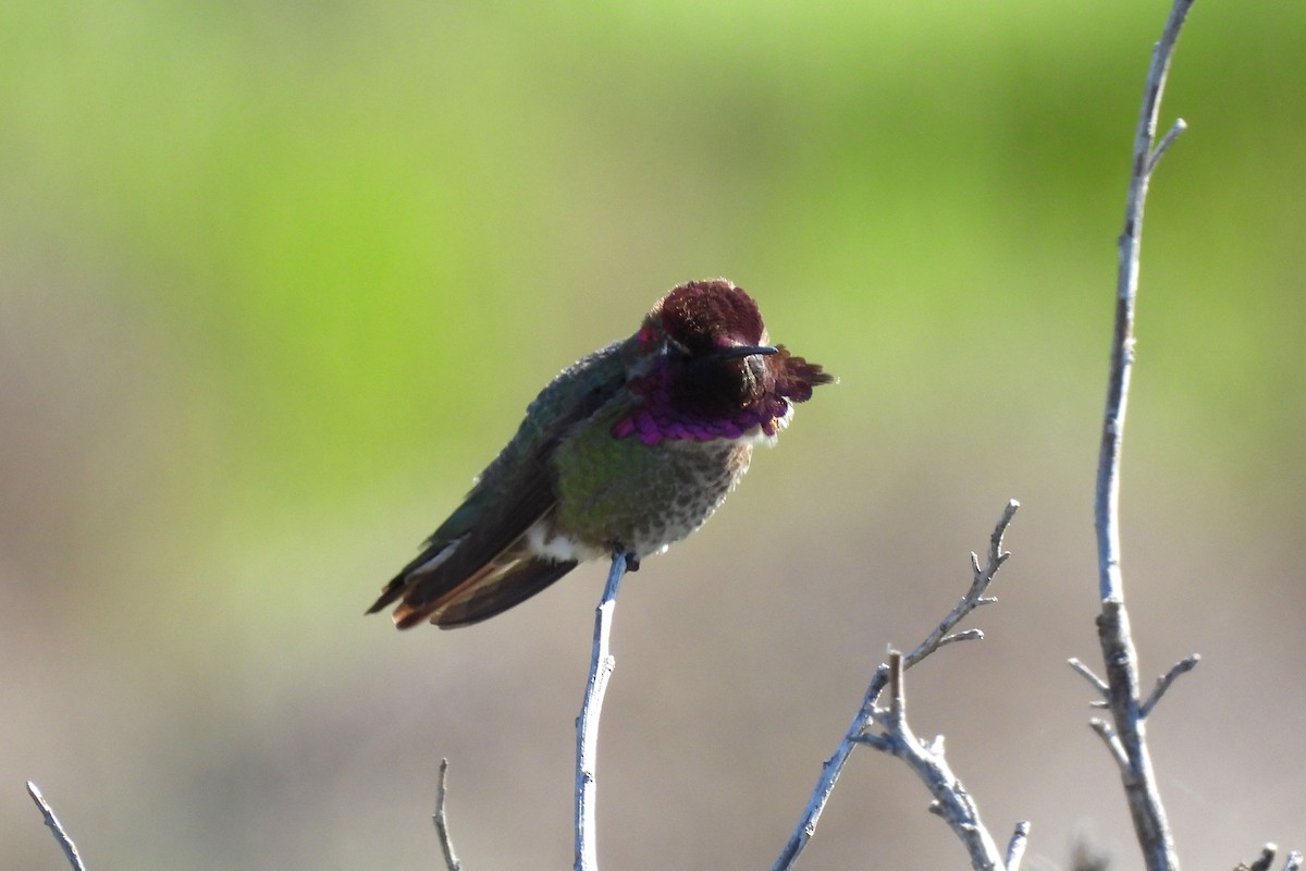Anna's Hummingbird - ML620936155