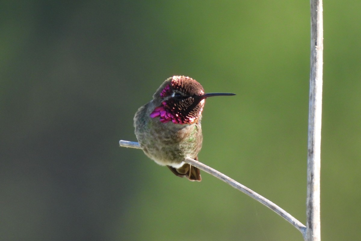 Anna's Hummingbird - ML620936156