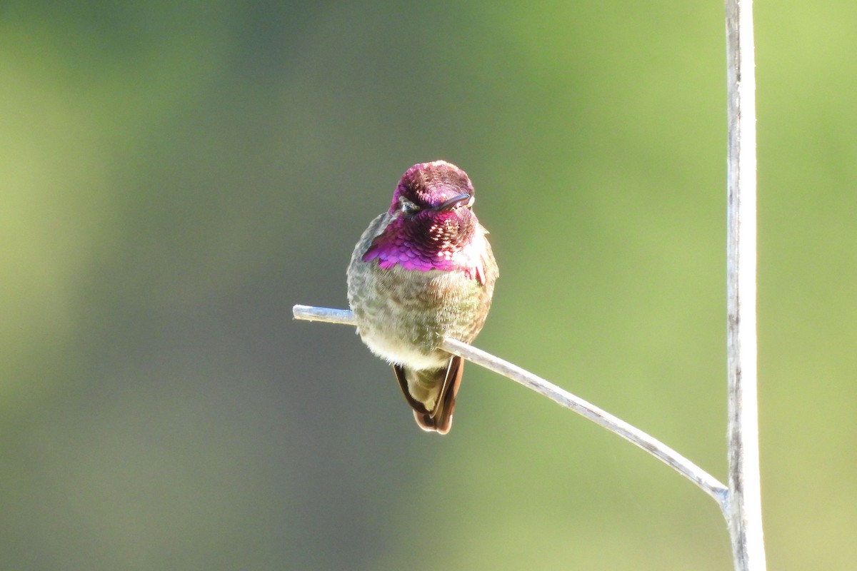Anna's Hummingbird - ML620936158