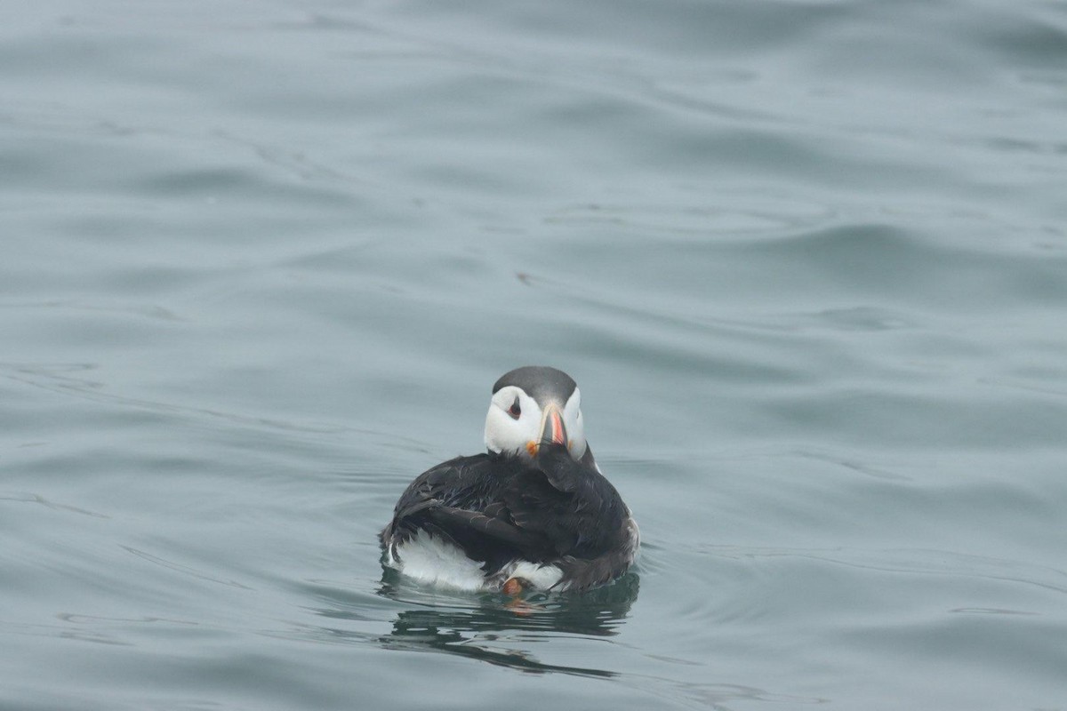 papuchalk severní - ML620936166