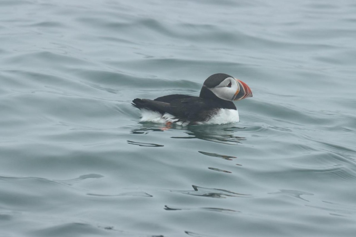 Atlantic Puffin - ML620936169