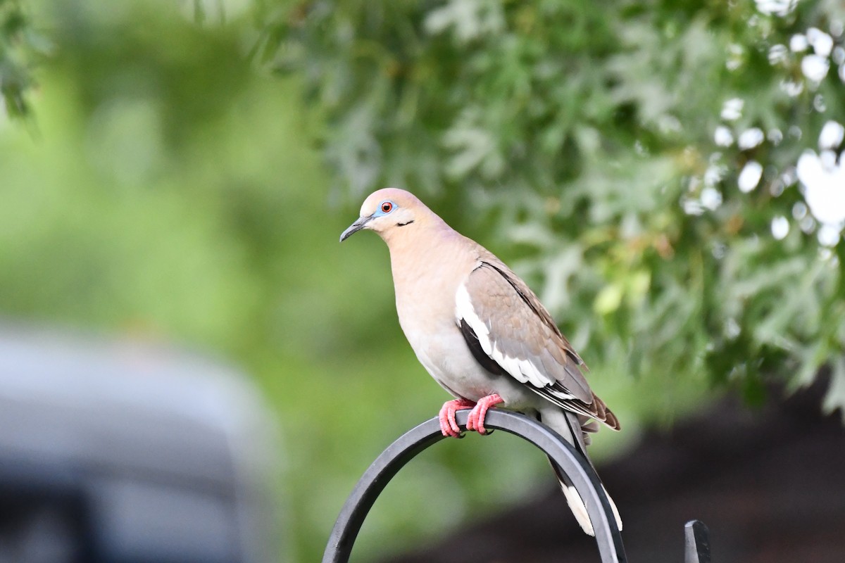 White-winged Dove - ML620936170