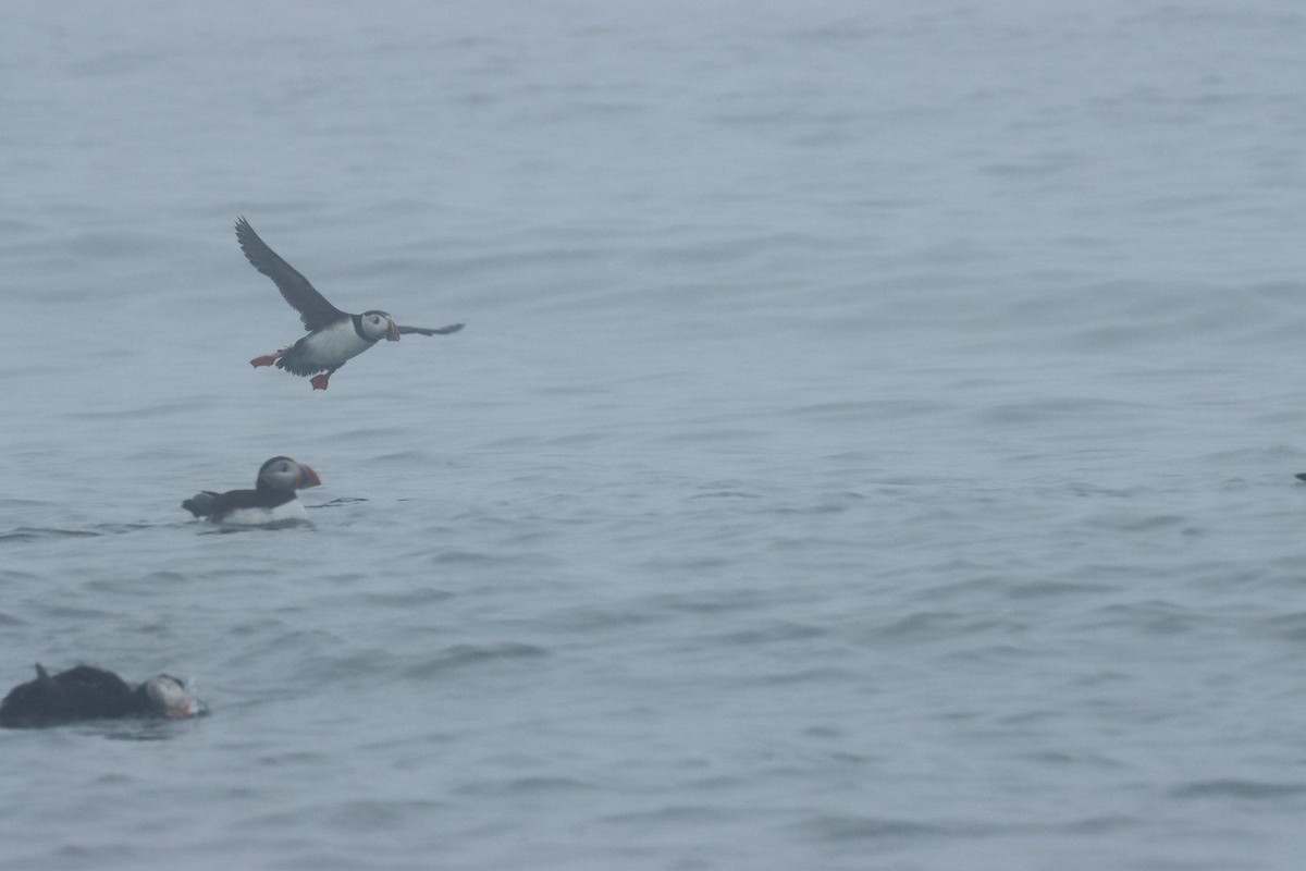 papuchalk severní - ML620936175