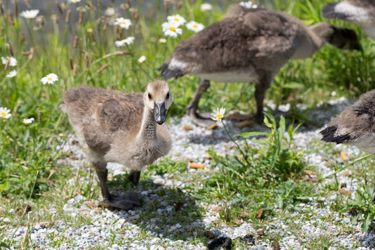 Canada Goose - ML620936195