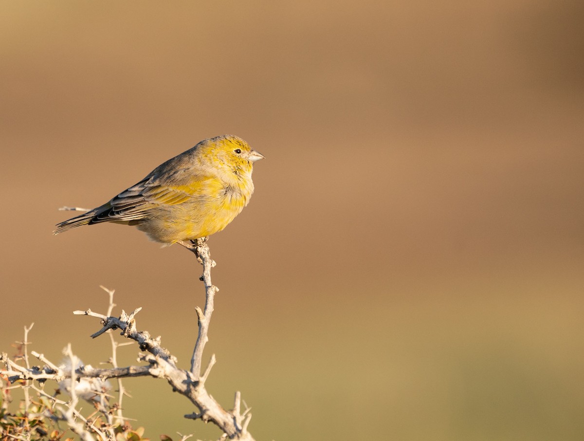 Patagonian Yellow-Finch - Sergio Jaque Bopp
