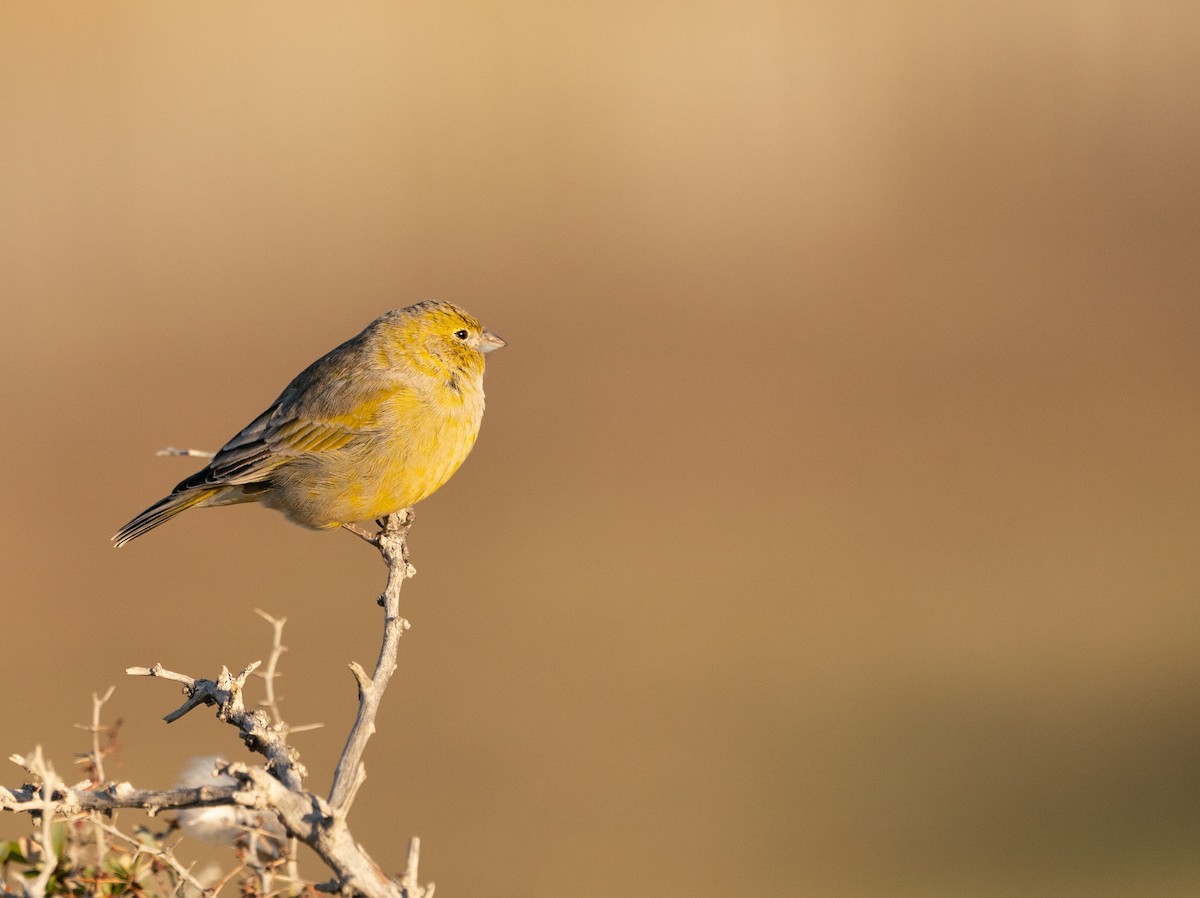 Patagonian Yellow-Finch - ML620936200