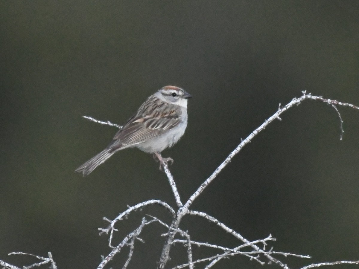 Chipping Sparrow - ML620936218