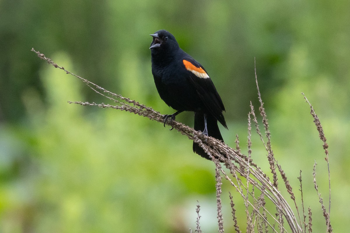 Red-winged Blackbird - ML620936253