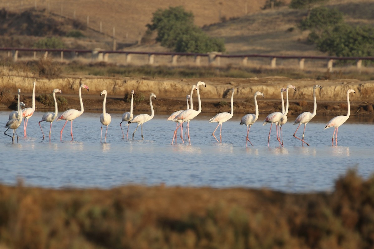 Greater Flamingo - ML620936255