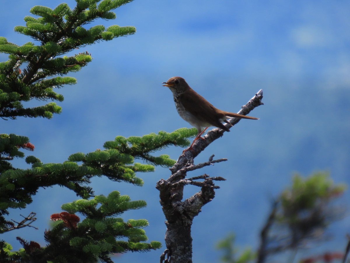 Bicknell's Thrush - ML620936265