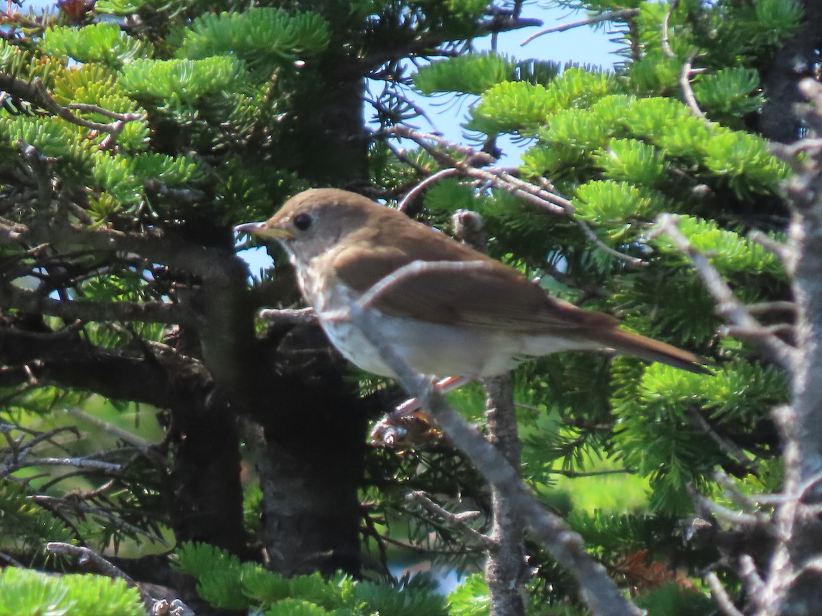 Bicknell's Thrush - ML620936266