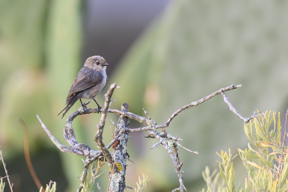 Bushtit - ML620936271