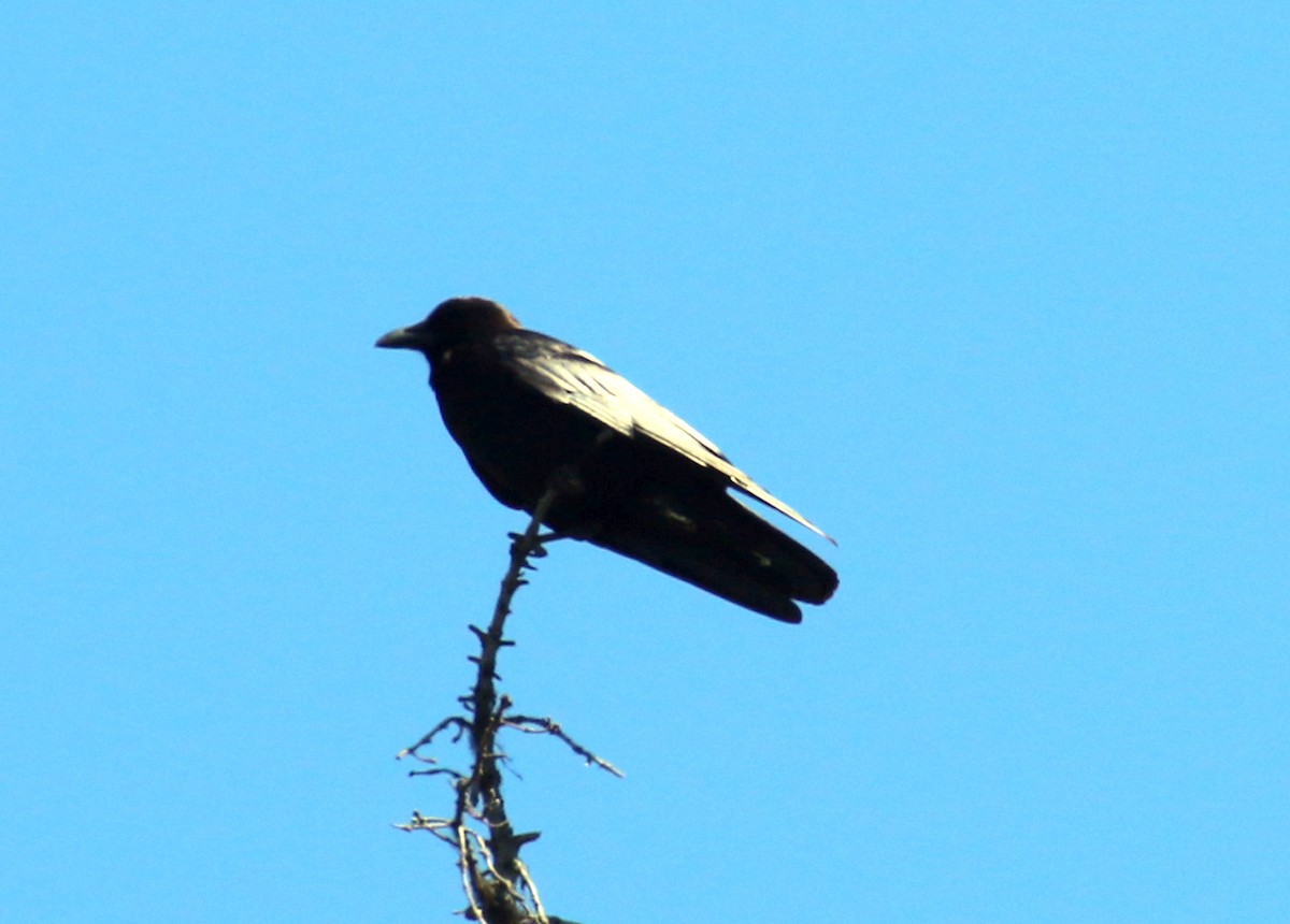 American Crow - ML620936281