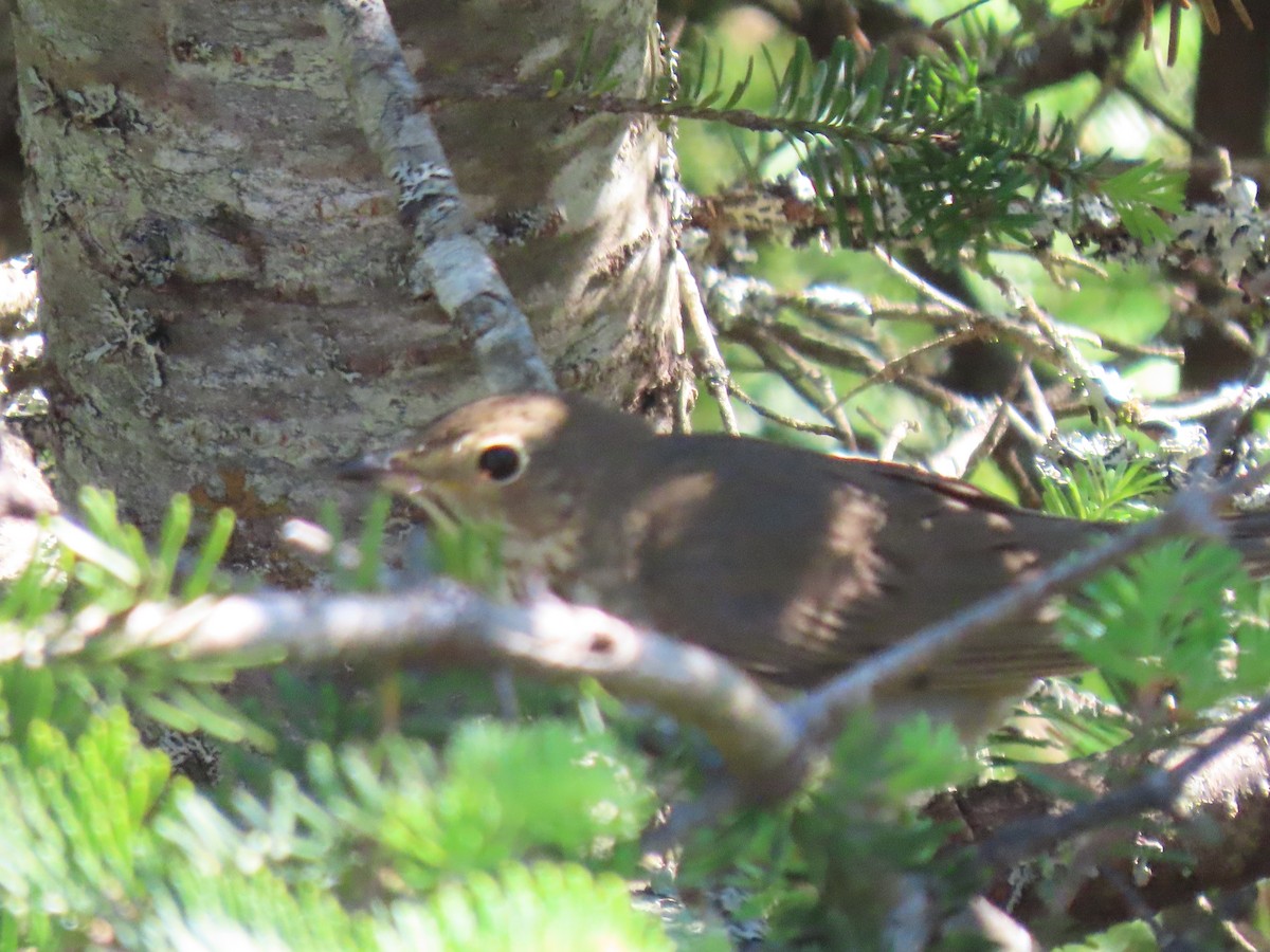 Swainson's Thrush - David Weiss