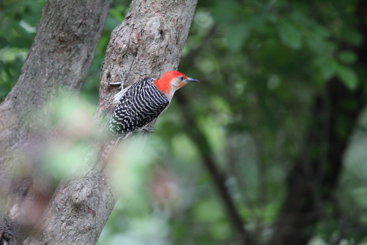 Red-bellied Woodpecker - ML620936312
