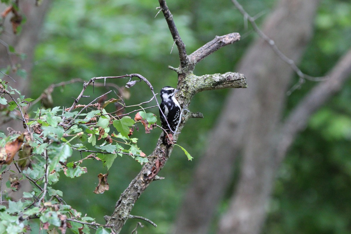 Downy Woodpecker - ML620936319