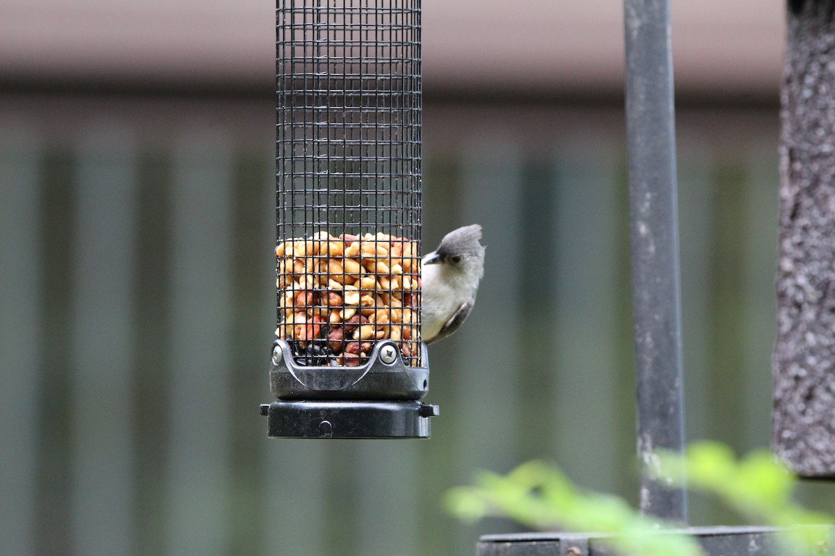 Tufted Titmouse - Cristopher McFall