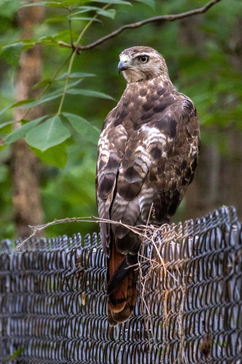 Red-tailed Hawk - ML620936341