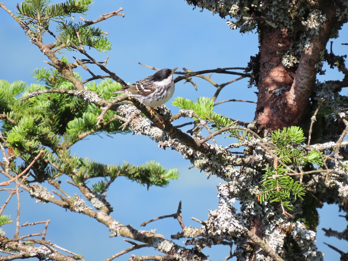 Blackpoll Warbler - ML620936355