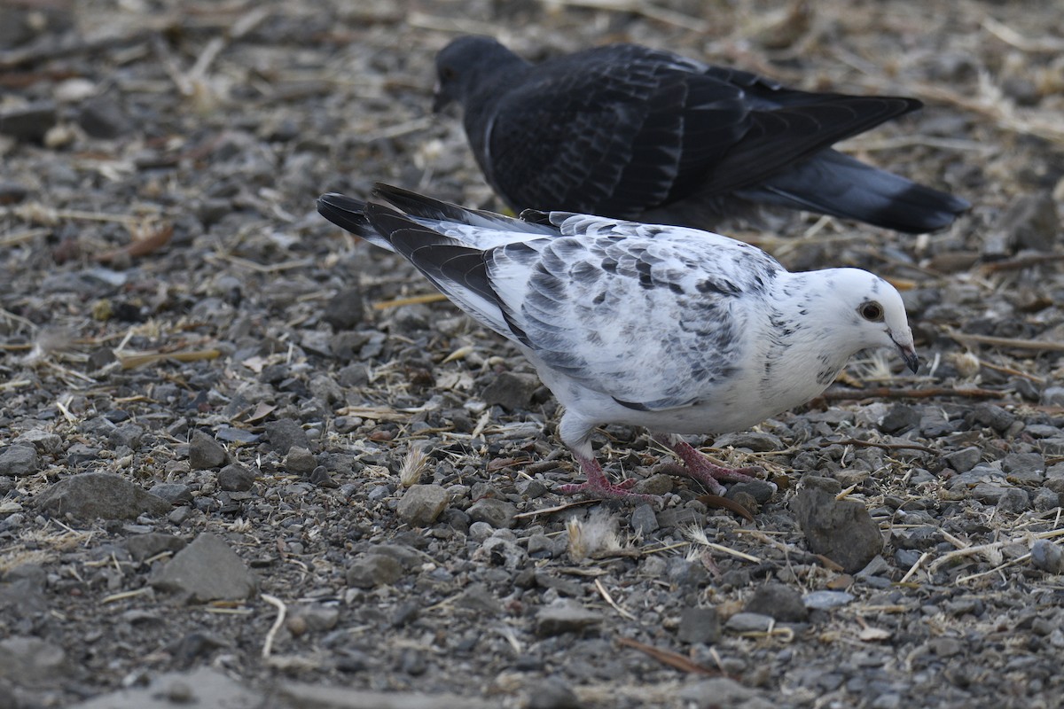 Rock Pigeon (Feral Pigeon) - ML620936362