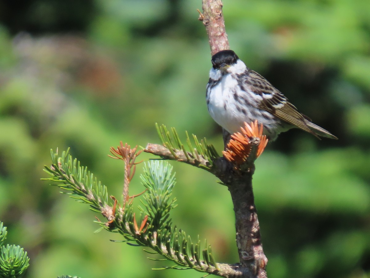 Blackpoll Warbler - ML620936367