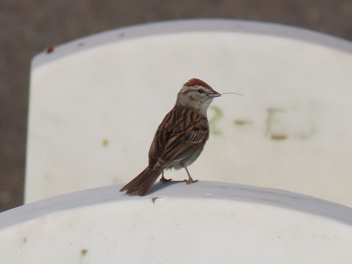 Chipping Sparrow - ML620936385