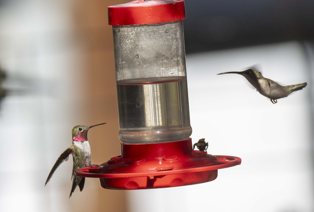 Broad-tailed Hummingbird - ML620936388