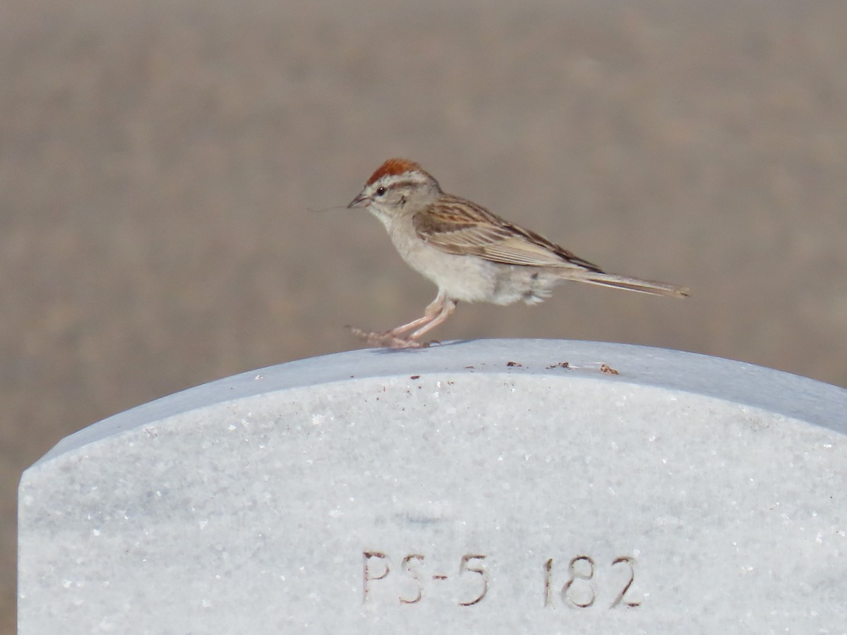 Chipping Sparrow - ML620936389